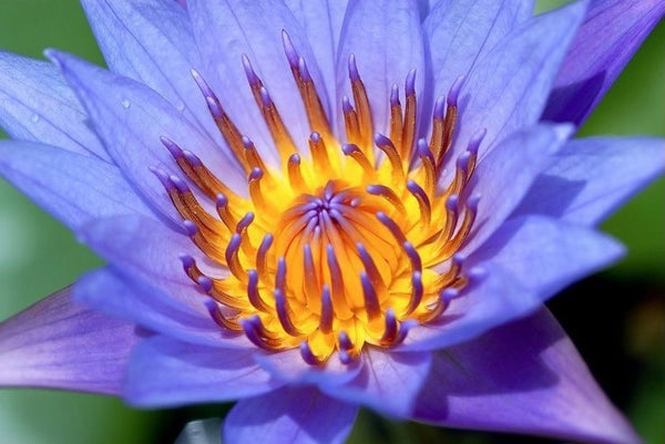 Sacred Blue Lily of the Nile (Nymphaea Caerulea)