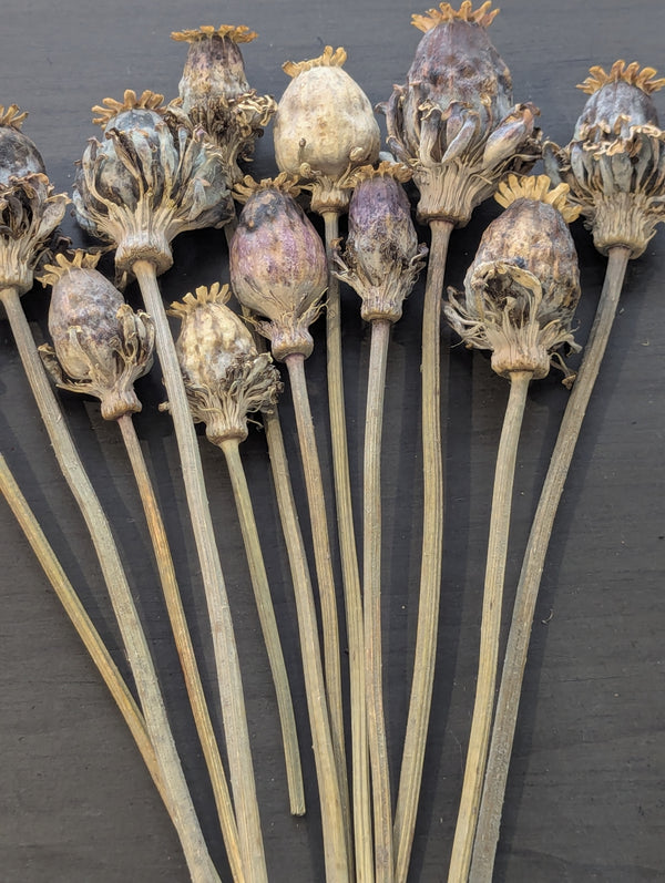 HighQuality Dried Poppy Pods