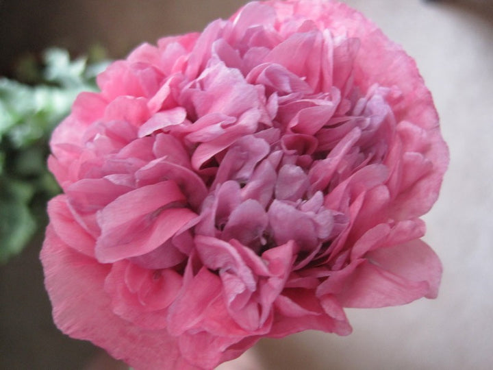Antique Rose Poppy Flower