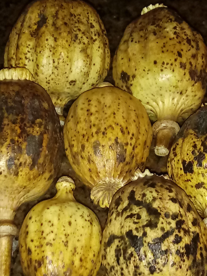 Poppy Seed Dreams, Dried Poppy Pods